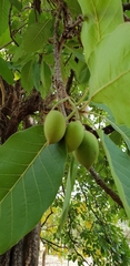 Madhuca longifolia