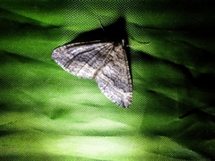 Perizoma custodiata