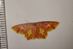 Chrysocraspeda faganaria