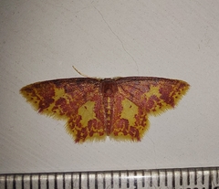 Chrysocraspeda faganaria