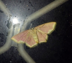 Chrysocraspeda faganaria