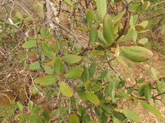 Garrya buxifolia