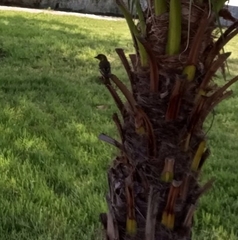 Ploceus melanocephalus