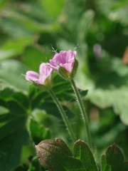 Geranium divaricatum