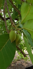 Madhuca longifolia