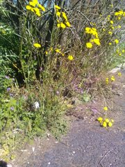 Crepis vesicaria taraxacifolia