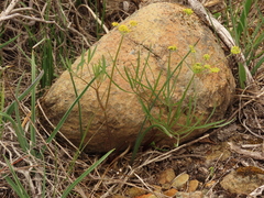 Lomatium triternatum brevifolium