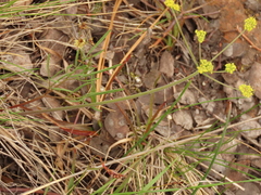 Lomatium triternatum brevifolium
