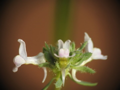 Chaenorhinum minus