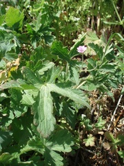 Geranium divaricatum