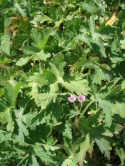 Geranium divaricatum