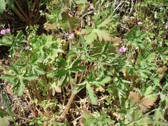 Geranium divaricatum