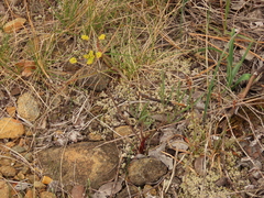 Lomatium triternatum brevifolium