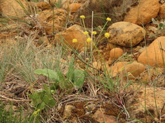 Lomatium triternatum brevifolium