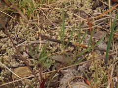 Lomatium triternatum brevifolium