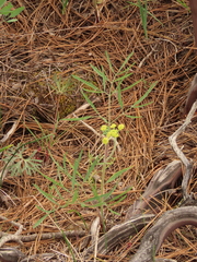 Lomatium triternatum brevifolium