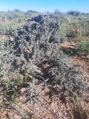 Caroxylon tuberculatum