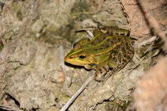 Pelophylax nigromaculatus