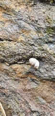 Vertigo pygmaea