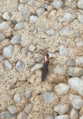 Oligotoma saundersii