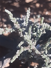 Caroxylon tuberculatum