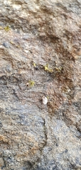 Vertigo pygmaea