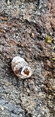 Vertigo pygmaea