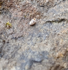 Vertigo pygmaea