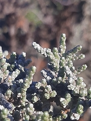 Caroxylon tuberculatum