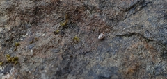 Vertigo pygmaea