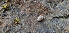 Vertigo pygmaea