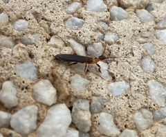 Oligotoma saundersii