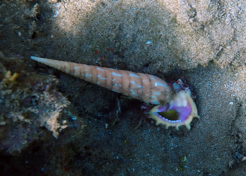 Terebra dimidiata observed 2022-02-11