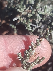 Caroxylon tuberculatum