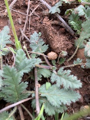Stilbella fimetaria