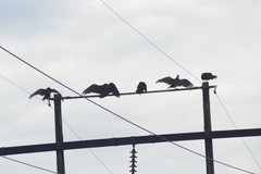 Cathartes aura septentrionalis