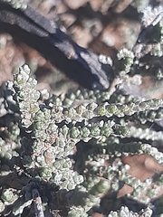 Caroxylon tuberculatum