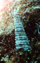 Viriola incisa