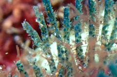 Virididentula dentata