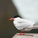 Western Common Tern - Photo (c) Helio Batista, some rights reserved (CC BY-NC), uploaded by Helio Batista