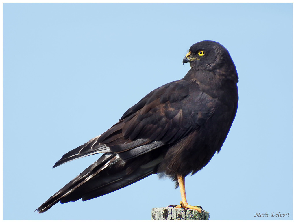 Black Harrier (Circus maurus) photo