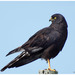 Black Harrier - Photo (c) Marie Delport, some rights reserved (CC BY-NC), uploaded by Marie Delport