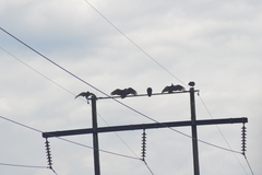 Cathartes aura septentrionalis