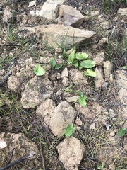 Arisarum simorrhinum