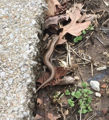 Plestiodon anthracinus