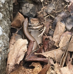 Plestiodon anthracinus