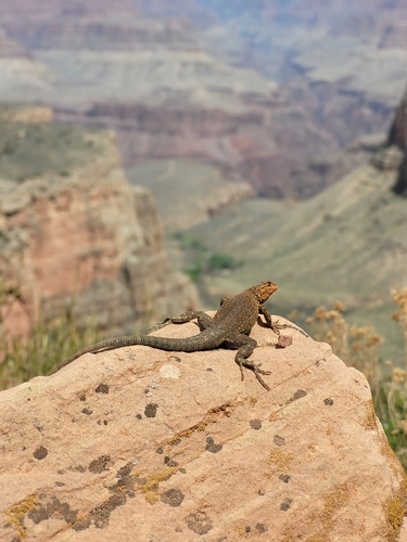 Common Side-blotched Lizard, photo 8 of 10