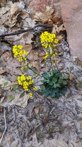 Image of Draba zionensis by (c) Darrin Gobble, some rights reserved (CC BY)