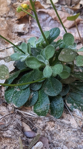 Image of Draba zionensis by (c) Darrin Gobble, some rights reserved (CC BY)