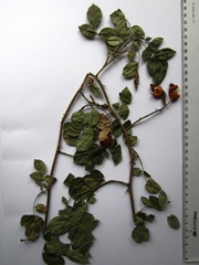 Rosa transsilvanica